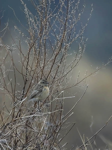 Mustapäätasku, European Stonechat, Saxicola rubicola
